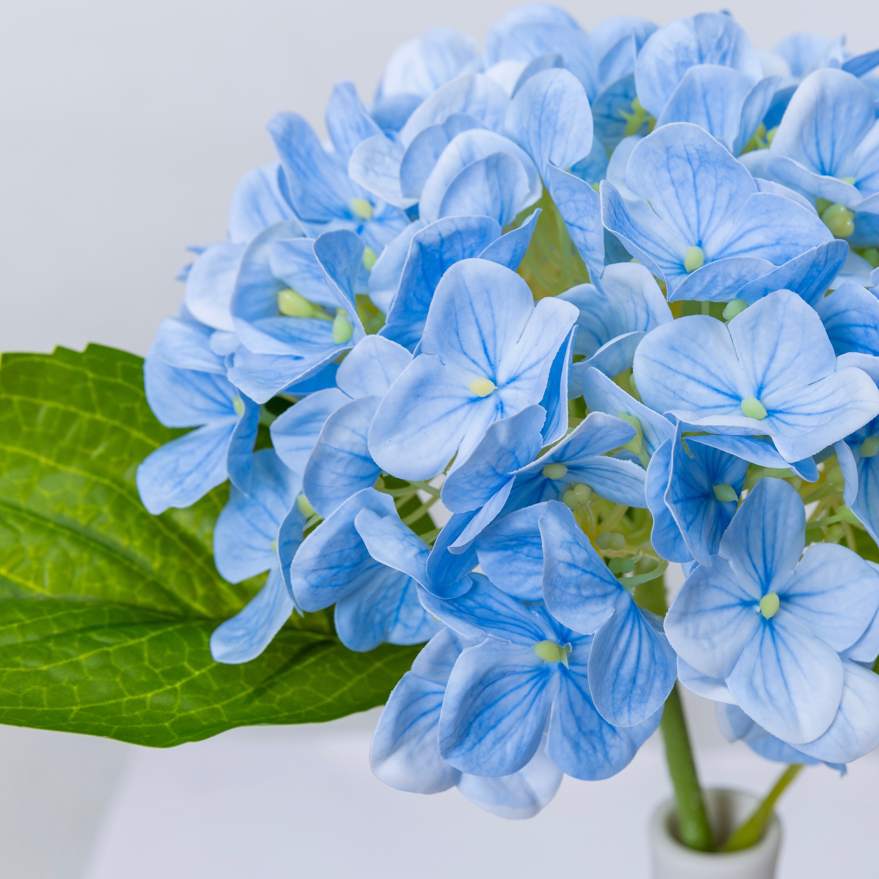 hydrangea0223ページ Bloom Struck Bigleaf Hydrangea | Flowering Shrubs